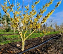 Hamamelis x intermedia 'Pallida'