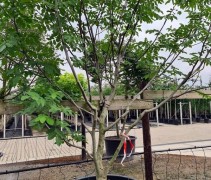 Juglans Regia
