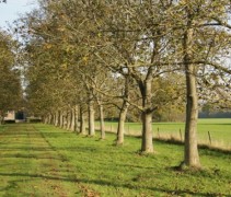 Juglans regia Buccaneer toepassing grote bomen op rij