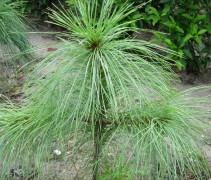 Pinus Wallichiana