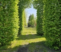 Carpinus betulus - Haagbeuk - 4