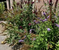 Buddleja davidii 'Black Knight' - Vlinderstruik 'Black Knight' - MIX DIVERSEN