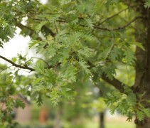 Alnus glutinosa 'Laciniata' blad