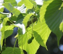 Davidia involucrata