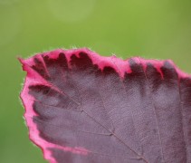 De bonte rode beuk blad detail randkleur