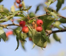 Malus Toringo Mandarin