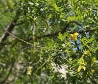 Sophora japonica - Honingboom - 1