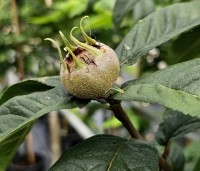 Mespilus germanica - Mispel - 1