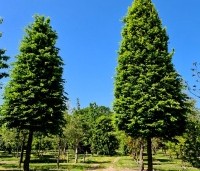 Carpinus betulus 'Fastigiata' - Haagbeuk 'Fastigiata' - 1