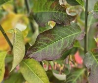 Euonymus europaeus - Gewone kardinaalsmuts - 4