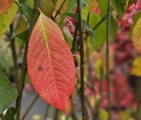 Euonymus europaeus - Gewone kardinaalsmuts - 1