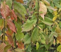 Euonymus europaeus - Gewone kardinaalsmuts - 2