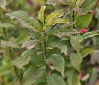 Euonymus europaeus - Gewone kardinaalsmuts - 3