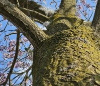 paulownia tomentosa - paulownia tomentosa - 4