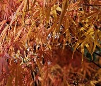 Acer palmatum 'Scolopendrifolium' - Japanse Esdoorn 'Scolopendrifolium' - 3