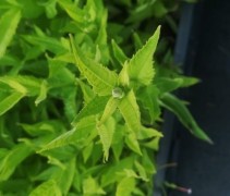 Chelone alba