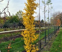 Ginkgo biloba 'Obelisk' herfst