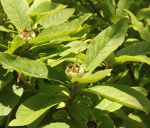 Mespilus germanica