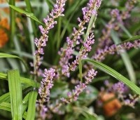 Liriope muscari - Leliegras - herfst