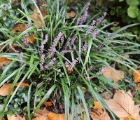 Liriope muscari - Leliegras - herfst