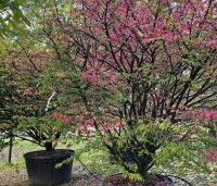 Euonymus alatus - Kardinaalshoed of kardinaalshoed alatus - 4