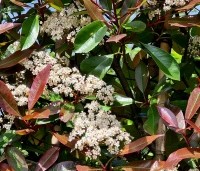 Photinia fraseri 'Red Robin'  - Glansmispel - 1