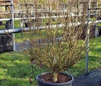 Acer campestre 'Nanum' - Acer campestre 'Nanum' - 2