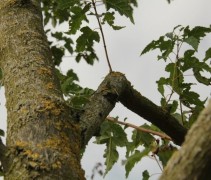 Acer tataricum subsp. ginnala