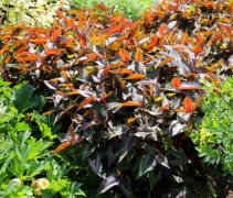 Physocarpus' Red Dragon'
