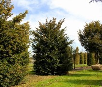 stam Taxus baccata