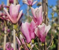 Magnolia 'Heaven Scent'  - Beverboom - 2