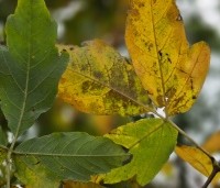 Acer triflorum - Driebloemige esdoorn - 3