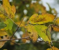 Acer triflorum - Driebloemige esdoorn - 4