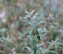 Hippophae Leikora.  Female