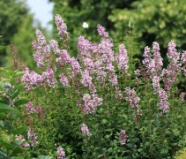 Syringa Josee