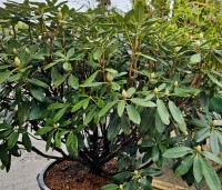 Rhododendron yakushimanum 'Marlis' - Rododendron   - 5