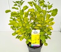 Cotinus Golden Spirit - Geelbladige pruikenboom - 1