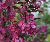 Malus 'Veitch's Scarlet' - Sierappel 'Veitch's Scarlet' - 4