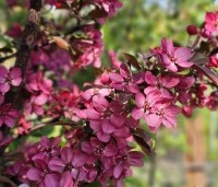 Malus 'Veitch's Scarlet' - Sierappel 'Veitch's Scarlet' - 3