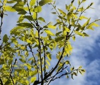 Quercus x kewensis - Wintergroene eik Kewensis - 4