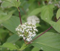 Cornus Alba 'Siberica'