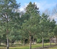 Pinus sylvestris - Grove den - februari 2026.  kwekerij THB in Apeldoorn