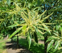 Castanea sativa 'Variegata'
