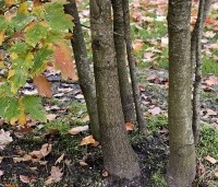 Quercus rubra - Amerikaanse eik - 5