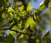 Acer campestre blad en bloei