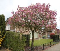 Magnolia 'Susan' hoogstam in voortuin