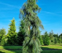 pinus strobus pendula