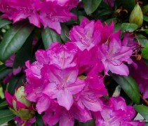Rododendron Roseum Elegans