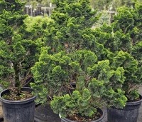 Chamaecyparis obtusa 'Nana Gracilis' - Japanse dwergcipres - 1