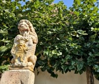 Tilia x europaea 'Euchlora' - Linde - 3